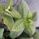 Mentha spicata 叶