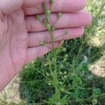 Camelina microcarpa Плод