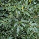 Osmanthus decorus Habitus