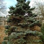 Picea pungens Blad