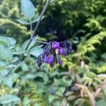 Solanum dulcamara Fleur