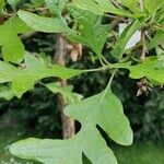 Quercus gambelii Fulla