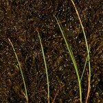 Carex chordorrhiza 形態