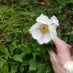 Anemone sylvestris Flower