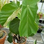 Pterospermum acerifolium 整株植物