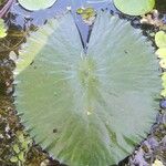 Nymphaea lotus برگ