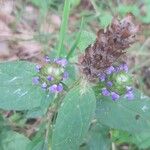 Prunella vulgarisBlomma