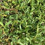 Sesuvium portulacastrum Leht