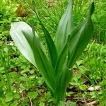 Colchicum autumnale 形态