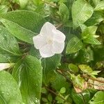 Vinca difformisBlomst