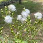 Erechtites hieraciifolius Fruchs