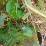 Sisyrinchium montanum Floare