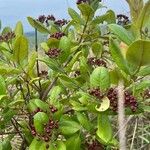 Psorospermum febrifugum Blad