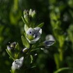 Veronica serpyllifolia Blomma