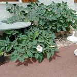 Datura innoxia Συνήθη χαρακτηριστικά