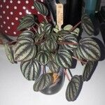 Peperomia albovittata 叶