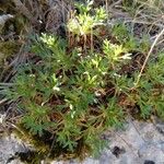 Saxifraga cuneata Liść