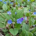 Omphalodes verna फूल