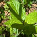 Verbena urticifolia Лист