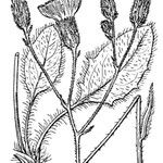 Hieracium schmidtii Otro