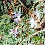 Astragalus austriacus Květ