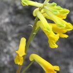 Pseudo-fumaria lutea Flower