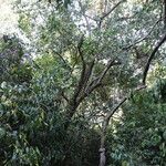 Tricalysia longituba Hábito