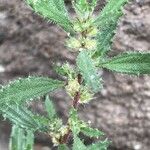 Forsskaolea angustifolia Цвят