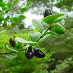 Carissa spinarum Fruit