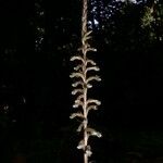 Pelexia obliqua Otro