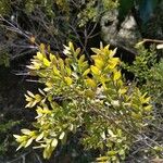Melaleuca cheelii Hoja