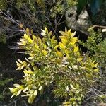 Melaleuca cheelii Leaf