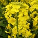 Brassica napus Blüte