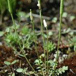 Leavenworthia uniflora