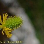 Ranunculus spicatus Plod