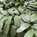 Polygonatum × hybridum Fuelha