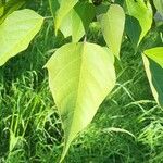 Catalpa fargesii ഇല