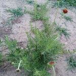 Gaillardia pinnatifida Folio