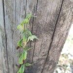 Epipactis phyllanthes Квітка