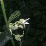 Solanum leucopogon 花