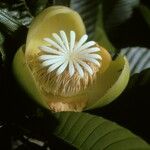 Dillenia indica Flower