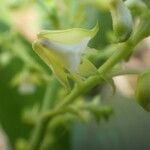 Polystachya odorata Flower