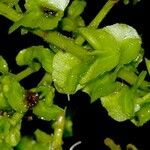 Terminalia amazonia Otro