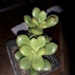 Sedum hernandezii Foglia