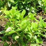 Hydrangea paniculata Deilen