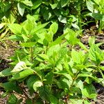 Hydrangea paniculata Blad