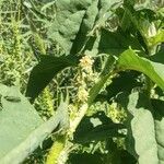 Atriplex rosea Flor