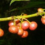 Siparuna thecaphora Fruit