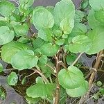 Nasturtium officinale Blad