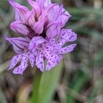 Neotinea tridentata Fleur